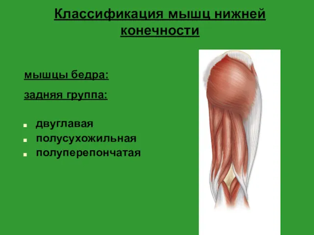 Классификация мышц нижней конечности мышцы бедра: задняя группа: двуглавая полусухожильная полуперепончатая