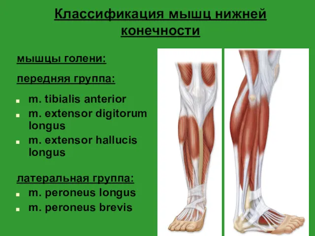 Классификация мышц нижней конечности мышцы голени: передняя группа: m. tibialis anterior m. extensor
