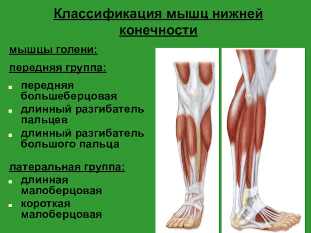 Классификация мышц нижней конечности мышцы голени: передняя группа: передняя большеберцовая длинный разгибатель пальцев