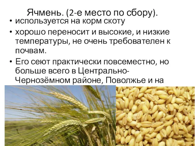 Ячмень. (2-е место по сбору). используется на корм скоту хорошо