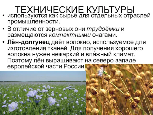 ТЕХНИЧЕСКИЕ КУЛЬТУРЫ используются как сырьё для отдельных отраслей промышленности. В