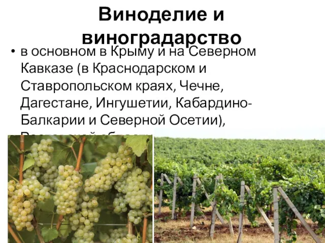 Виноделие и виноградарство в основном в Крыму и на Северном