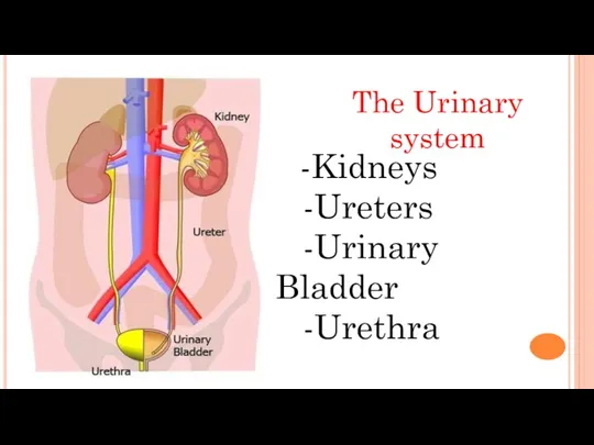 The Urinary system -Kidneys -Ureters -Urinary Bladder -Urethra