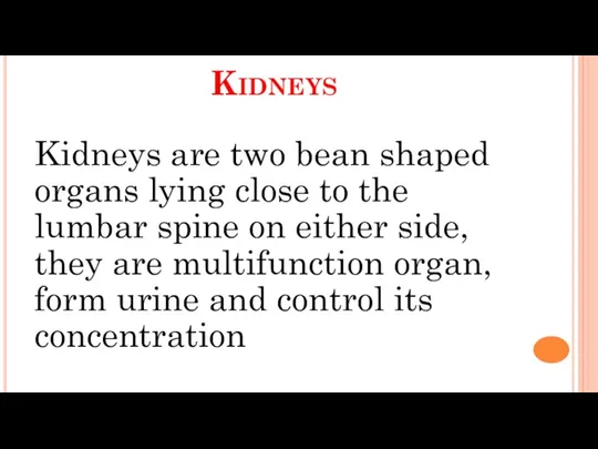 Kidneys Kidneys are two bean shaped organs lying close to