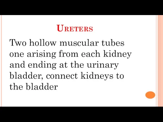 Ureters Two hollow muscular tubes one arising from each kidney