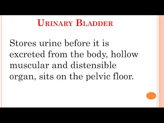 Urinary Bladder Stores urine before it is excreted from the