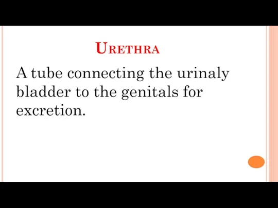 Urethra A tube connecting the urinaly bladder to the genitals for excretion.