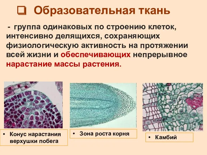 Образовательная ткань группа одинаковых по строению клеток, интенсивно делящихся, сохраняющих