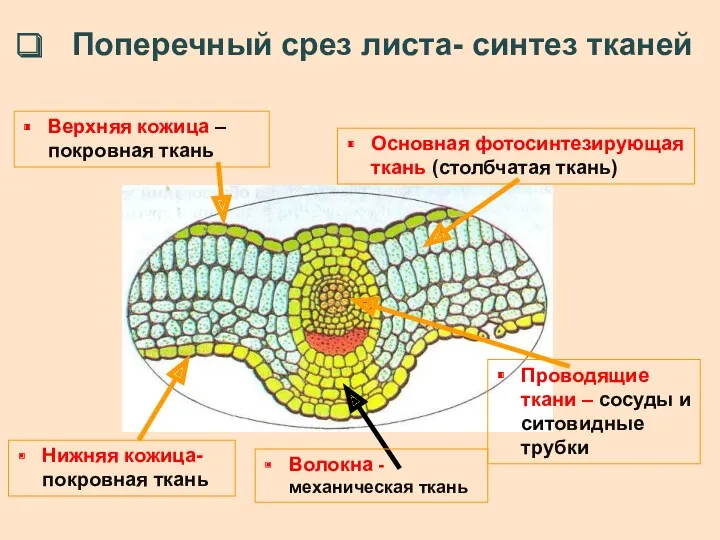 Поперечный срез листа- синтез тканей Верхняя кожица – покровная ткань