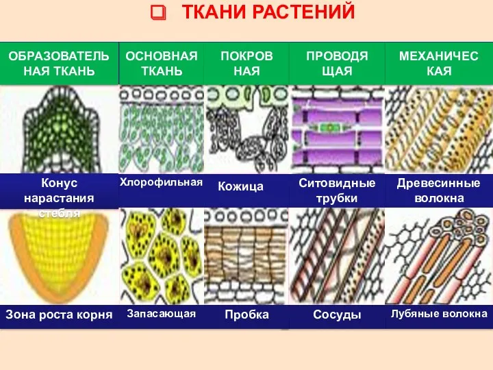 ТКАНИ РАСТЕНИЙ ОБРАЗОВАТЕЛЬНАЯ ТКАНЬ ОСНОВНАЯ ТКАНЬ ПОКРОВ НАЯ ПРОВОДЯ ЩАЯ