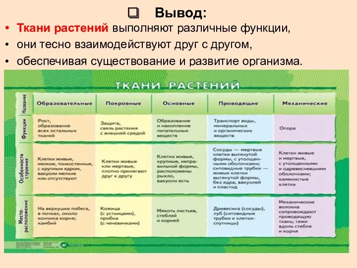 Вывод: Ткани растений выполняют различные функции, они тесно взаимодействуют друг