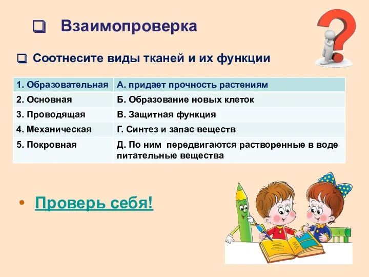 Взаимопроверка Соотнесите виды тканей и их функции Проверь себя!