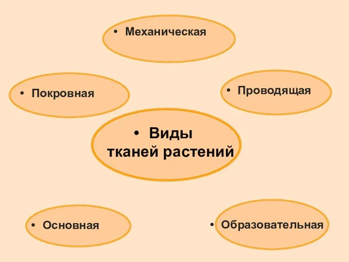 Покровная Механическая Проводящая Основная Образовательная Виды тканей растений