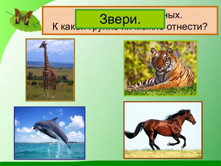 Назови этих животных. К какой группе их можно отнести? Звери.