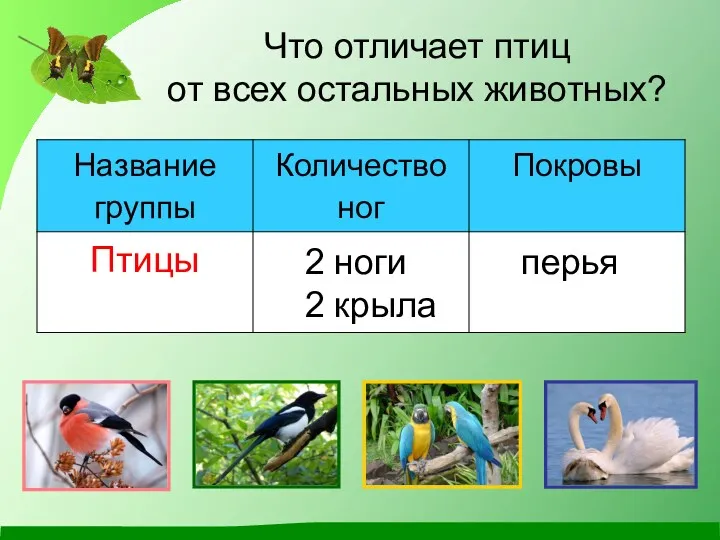 Что отличает птиц от всех остальных животных? 2 ноги 2 крыла перья