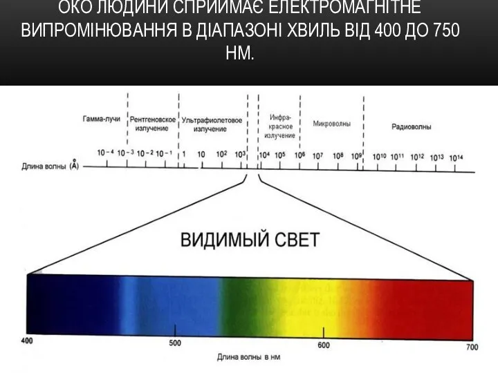 ОКО ЛЮДИНИ СПРИЙМАЄ ЕЛЕКТРОМАГНІТНЕ ВИПРОМІНЮВАННЯ В ДІАПАЗОНІ ХВИЛЬ ВІД 400 ДО 750 НМ.