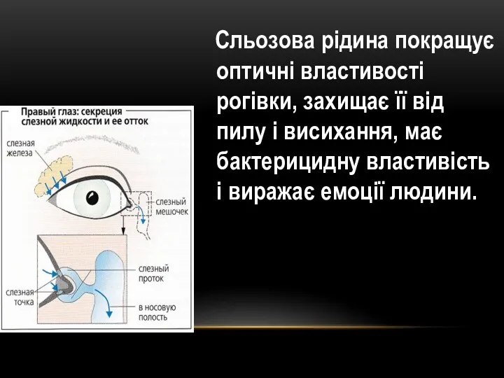 Сльозова рідина покращує оптичні властивості рогівки, захищає її від пилу