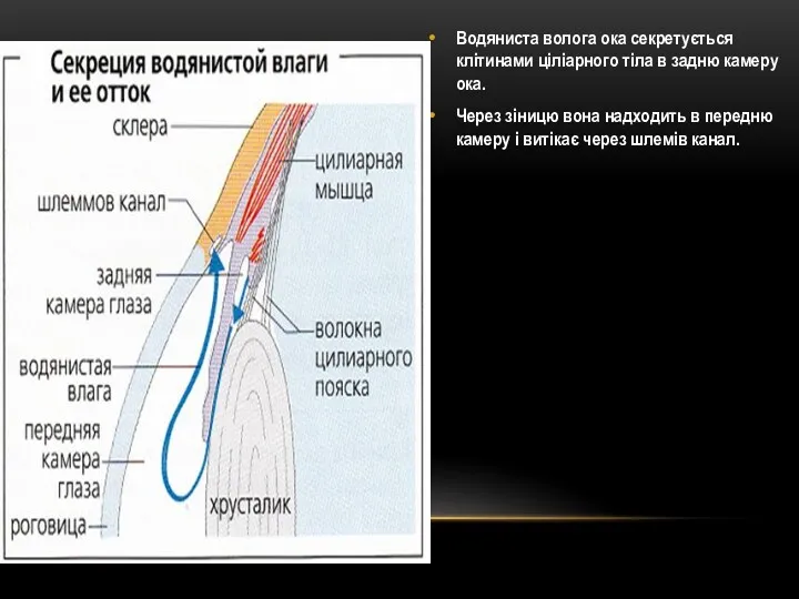 Водяниста волога ока секретується клітинами ціліарного тіла в задню камеру