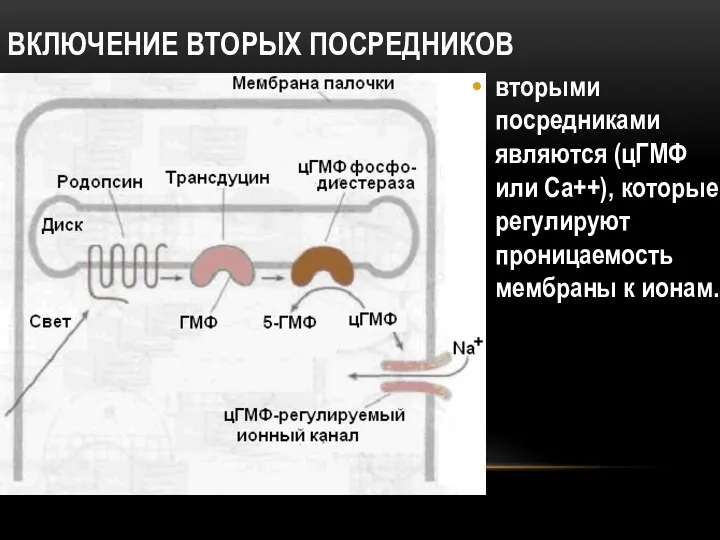 ВКЛЮЧЕНИЕ ВТОРЫХ ПОСРЕДНИКОВ вторыми посредниками являются (цГМФ или Са++), которые регулируют проницаемость мембраны к ионам.