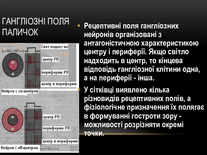 ГАНГЛІОЗНІ ПОЛЯ ПАЛИЧОК Рецептивні поля гангліозних нейронів організовані з антагоністичною