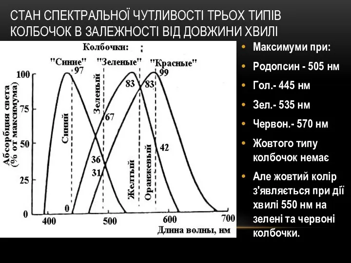 СТАН СПЕКТРАЛЬНОЇ ЧУТЛИВОСТІ ТРЬОХ ТИПІВ КОЛБОЧОК В ЗАЛЕЖНОСТІ ВІД ДОВЖИНИ