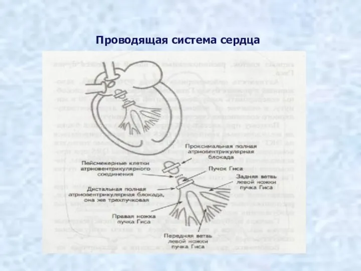 Проводящая система сердца