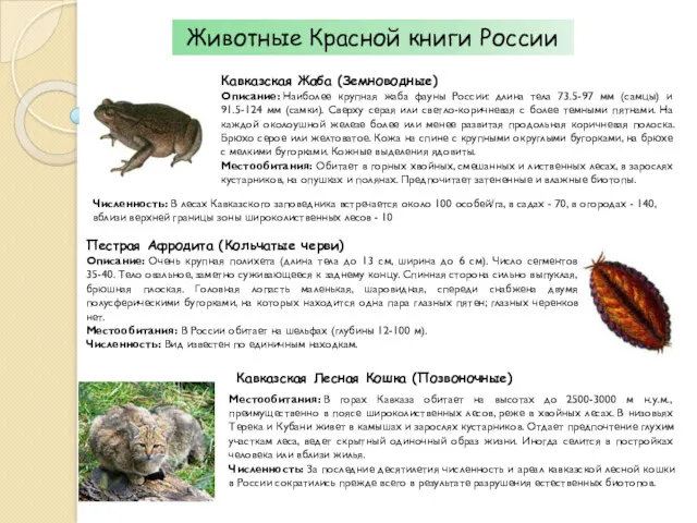 Животные Красной книги России Кавказская Жаба (Земноводные) Описание: Наиболее крупная жаба фауны России: