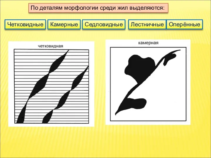 По деталям морфологии среди жил выделяются: Четковидные Камерные Седловидные Лестничные Оперённые