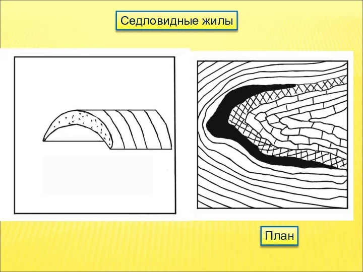 Седловидные жилы План