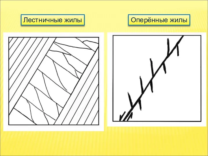 Лестничные жилы Оперённые жилы