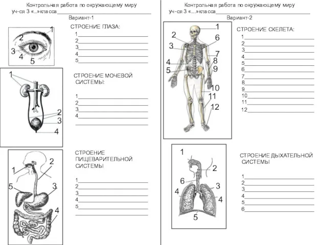СТРОЕНИЕ ГЛАЗА: 1_______________________ 2_______________________3_______________________4_______________________5_______________________ СТРОЕНИЕ МОЧЕВОЙ СИСТЕМЫ: 1_______________________2_______________________3_______________________4_______________________________________________ СТРОЕНИЕ ПИЩЕВАРИТЕЛЬНОЙ СИСТЕМЫ 1_______________________2_______________________3_______________________4_______________________5_______________________________________________ Контрольная