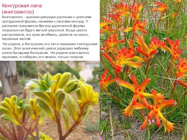 Кенгуровая лапа (анигозантос) Анигозантос – красивоцветущее растение с цветками причудливой формы, схожими с
