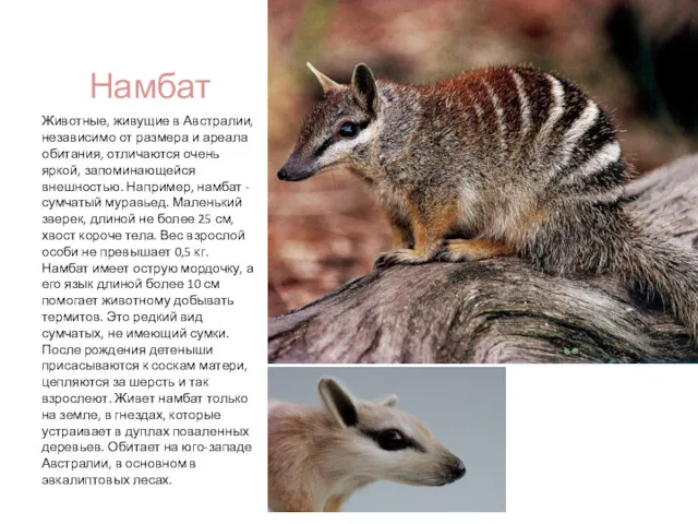 Намбат Животные, живущие в Австралии, независимо от размера и ареала обитания, отличаются очень