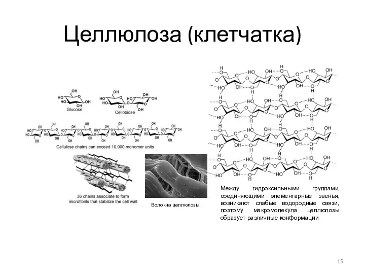 Целлюлоза (клетчатка) Между гидроксильными группами, соединяющими элементарные звенья, возникают слабые