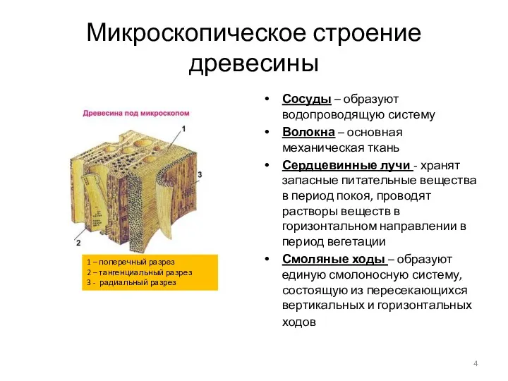 Микроскопическое строение древесины Сосуды – образуют водопроводящую систему Волокна –