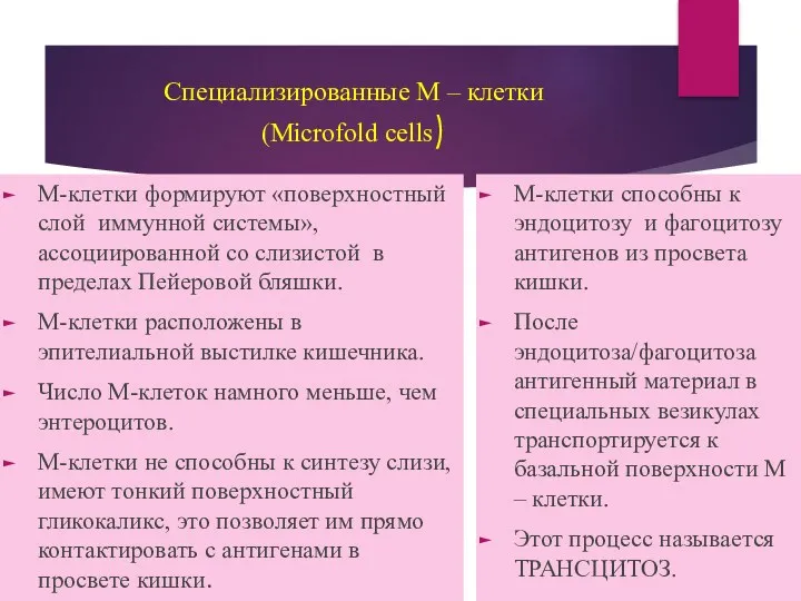 Специализированные М – клетки (Microfold cells) М-клетки формируют «поверхностный слой