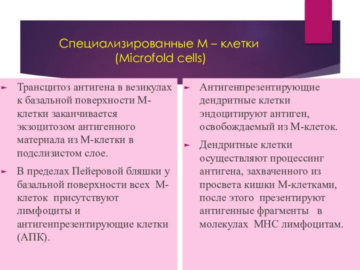 Специализированные М – клетки (Microfold cells) Трансцитоз антигена в везикулах