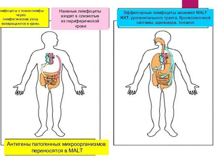 Наивные лимфоциты входят в слизистые из периферической крови Лимфоциты с