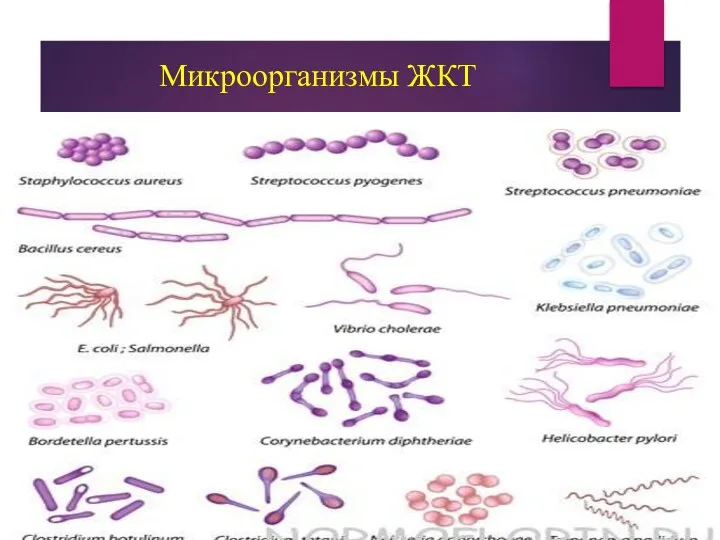 Микроорганизмы ЖКТ