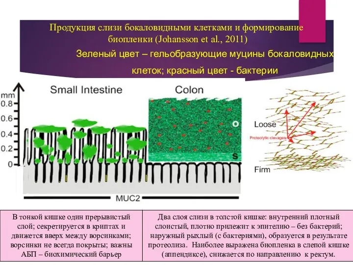 Продукция слизи бокаловидными клетками и формирование биопленки (Johansson et al.,