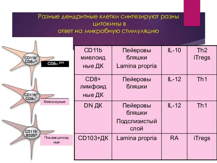 Разные дендритные клетки синтезируют разны цитокины в ответ на микробную стимуляцию Миелоидные Плазмацитоид ные