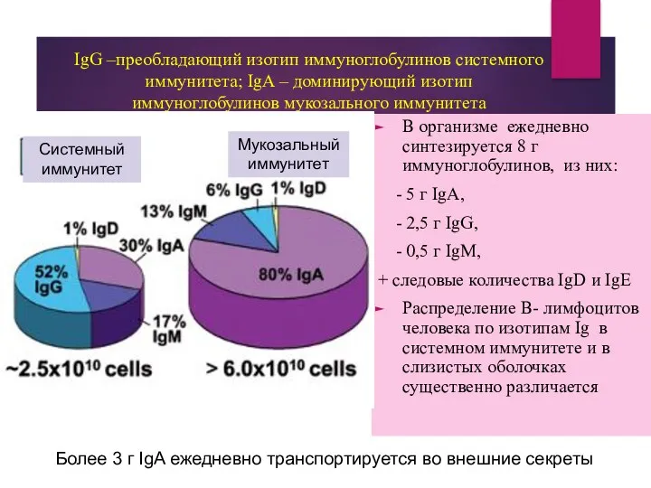 IgG –преобладающий изотип иммуноглобулинов системного иммунитета; IgA – доминирующий изотип