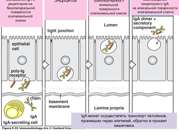 IgA может осуществлять транспорт патогенов, проникших через эпителий, обратно в
