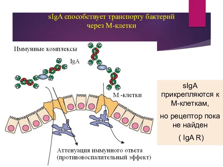 sIgA способствует транспорту бактерий через М-клетки sIgA прикрепляются к М-клеткам,