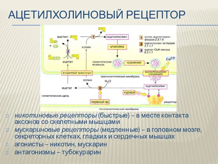 АЦЕТИЛХОЛИНОВЫЙ РЕЦЕПТОР никотиновые рецепторы (быстрые) – в месте контакта аксонов