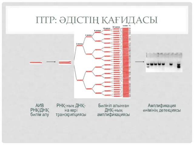 ПТР: ӘДІСТІҢ ҚАҒИДАСЫ