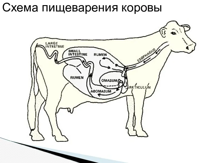 Схема пищеварения коровы