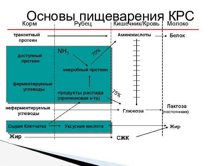 Основы пищеварения КРС