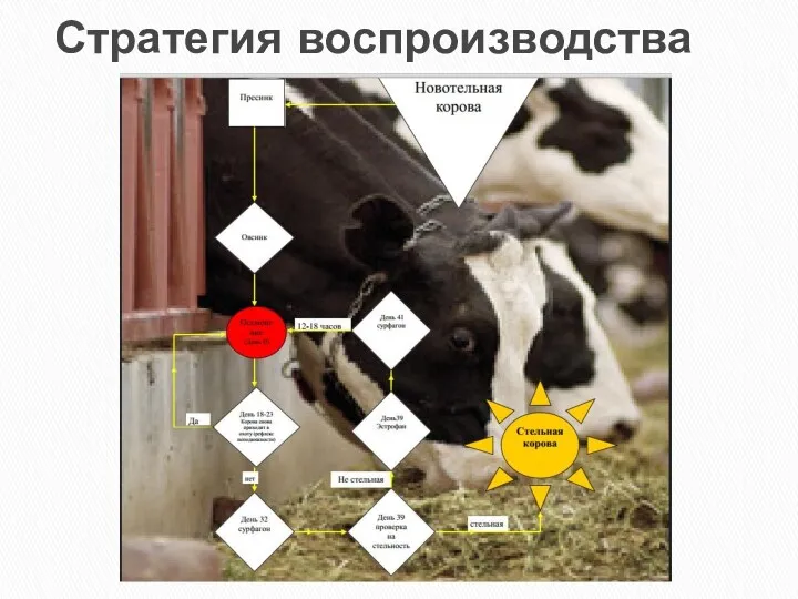 Стратегия воспроизводства