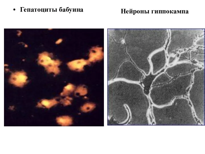 Гепатоциты бабуина Нейроны гиппокампа